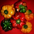 Radioactivi31ty Papaccelle.Short and polputi peppers.